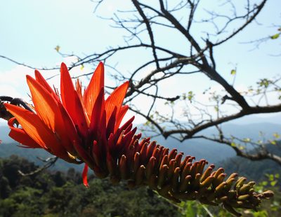 Erythrina stricta, photographed by Siddarth Machado