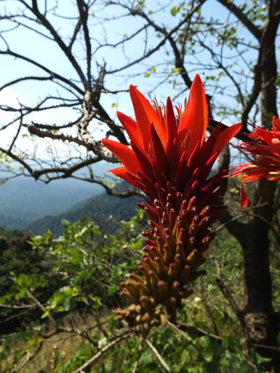 Erythrina stricta, photographed by Siddarth Machado