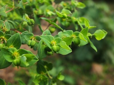 Euphorbia rothiana, photographed by Siddarth Machado