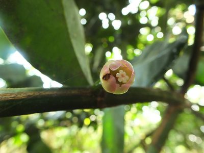 Garcinia talbotii, photographed by Siddarth Machado