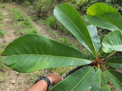 Holigarna grahamii, photographed by Siddarth Machado