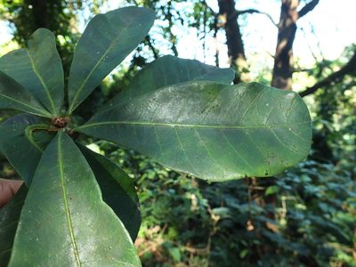 Holigarna nigra, photographed by Siddarth Machado