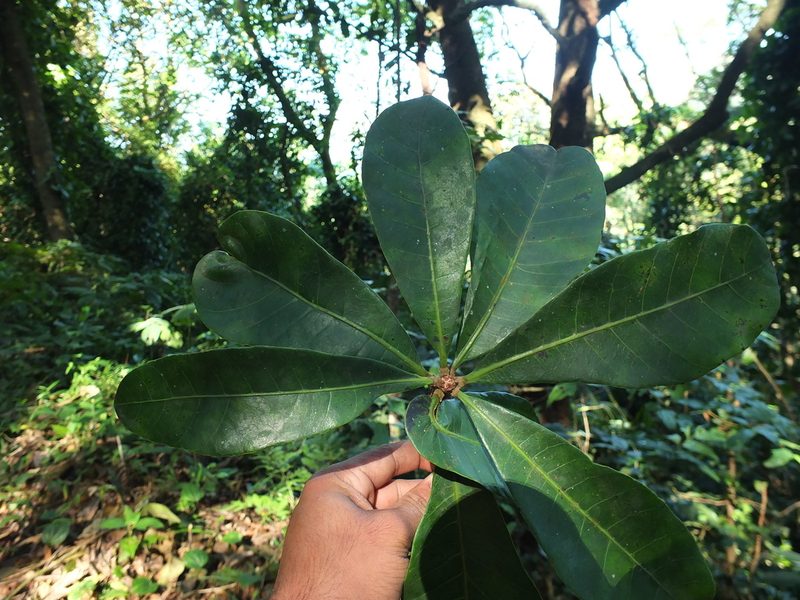 Holigarna nigra, photographed by Siddarth Machado