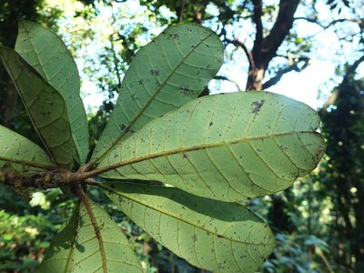 Holigarna nigra, photographed by Siddarth Machado