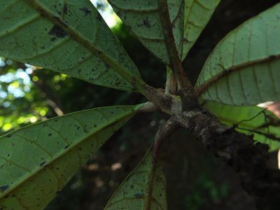 Holigarna nigra, photographed by Siddarth Machado