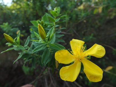 Hypericum mysurense, photographed by Siddarth Machado