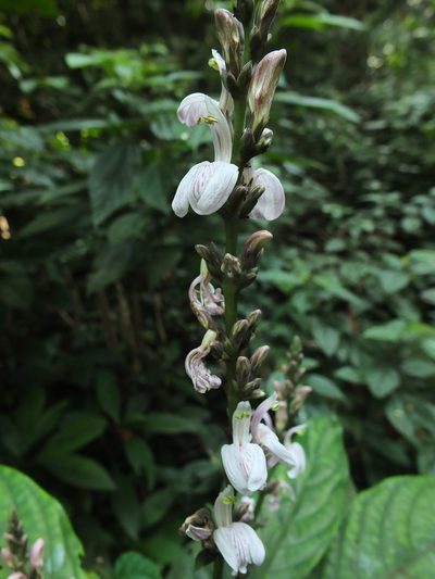 Justicia santapaui, photographed by Siddarth Machado