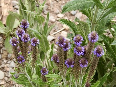 Verbena macdougalii, photographed by CK2AZ