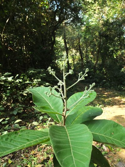 Strobocalyx arborea, photographed by Siddarth Machado
