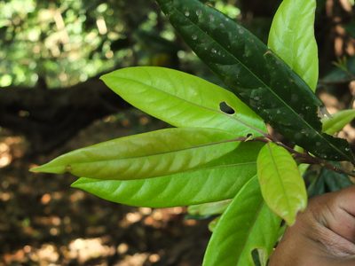Litsea laevigata, photographed by Siddarth Machado