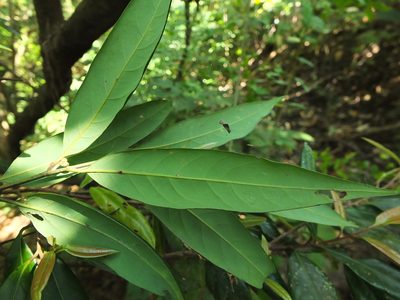 Litsea laevigata, photographed by Siddarth Machado