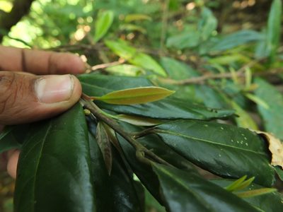 Litsea laevigata, photographed by Siddarth Machado