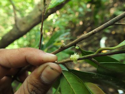 Litsea laevigata, photographed by Siddarth Machado