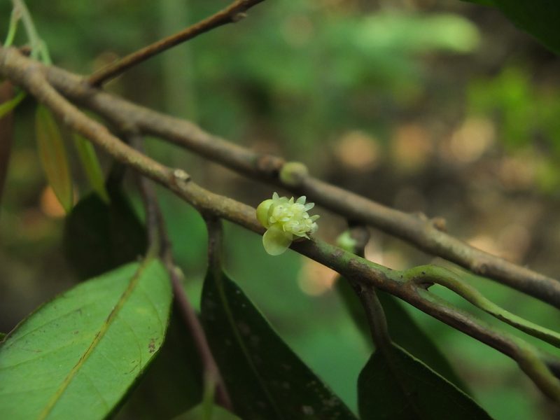Litsea laevigata, photographed by Siddarth Machado