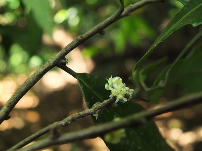 Litsea laevigata, photographed by Siddarth Machado