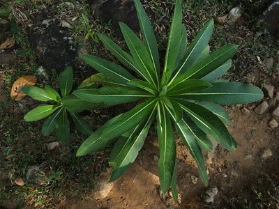Lobelia nicotianifolia, photographed by Siddarth Machado