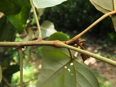 Mallotus tetracoccus, photographed by Siddarth Machado