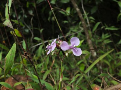 Murdannia simplex, photographed by Siddarth Machado
