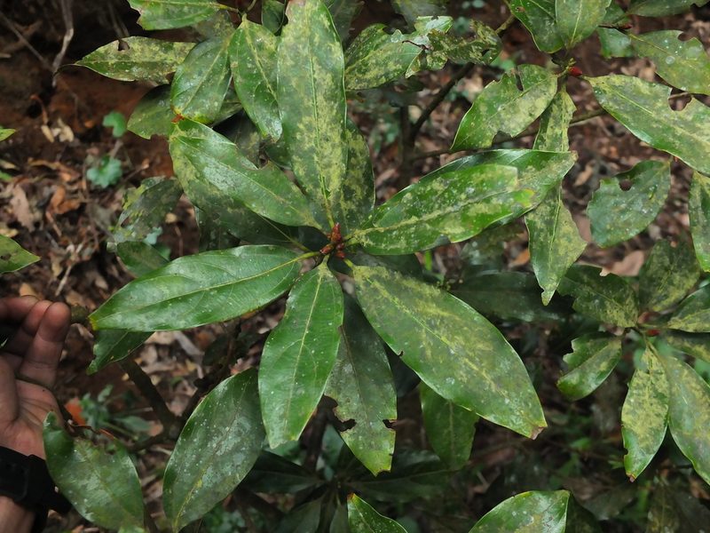 Neolitsea zeylanica, photographed by Siddarth Machado