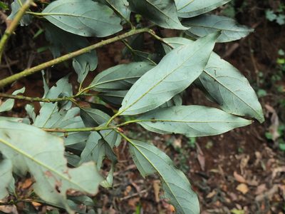 Neolitsea zeylanica, photographed by Siddarth Machado