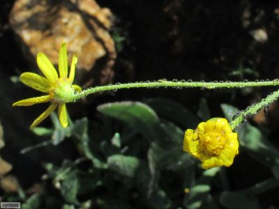 Othonna multicaulis, photographed by Chris Vynbos
