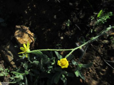 Othonna multicaulis, photographed by Chris Vynbos