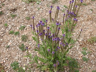 Verbena macdougalii, photographed by CK2AZ