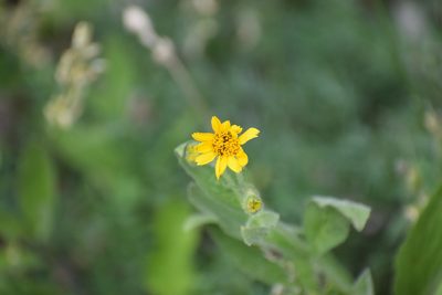 Arnica chamissonis, photographed by Syd Cannings