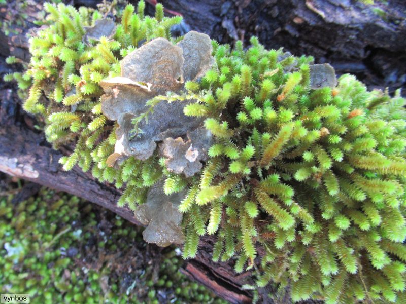 Pterogoniadelphus assimilis, photographed by Chris Vynbos