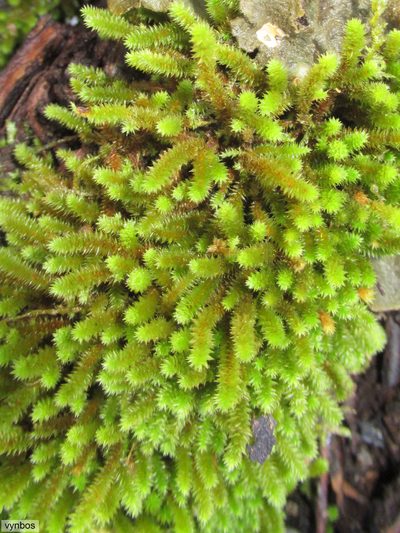 Pterogoniadelphus assimilis, photographed by Chris Vynbos