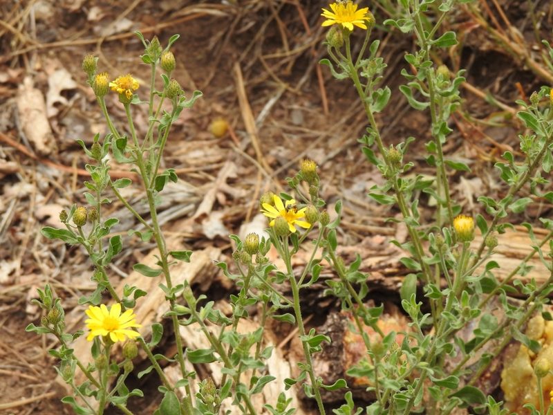 Heterotheca sierrablancensis, photographed by CK2AZ