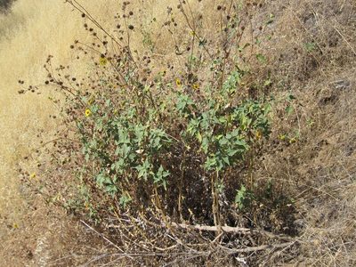 Helianthus winteri, photographed by Will Cornwell