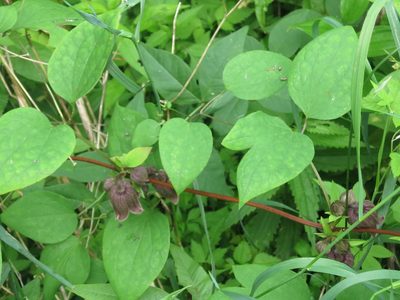 Clematis fusca, photographed by Repina Tatyana