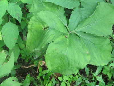 Arisaema amurense, photographed by Repina Tatyana