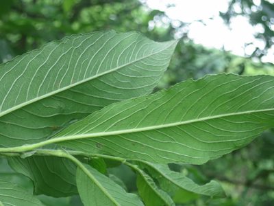 Salix gracilistyla, photographed by Repina Tatyana
