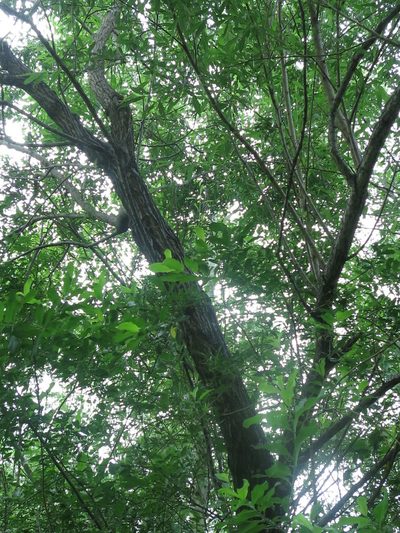 Salix gracilistyla, photographed by Repina Tatyana