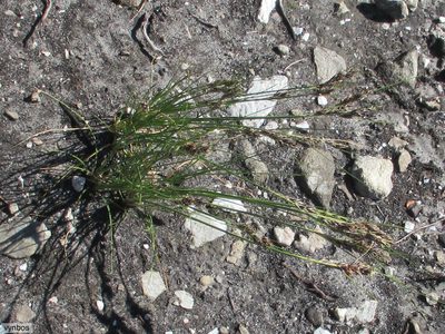 Ficinia monticola, photographed by Chris Vynbos