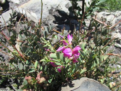 Indigofera langebergensis, photographed by Chris Vynbos