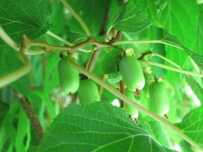 Actinidia kolomikta, photographed by Repina Tatyana