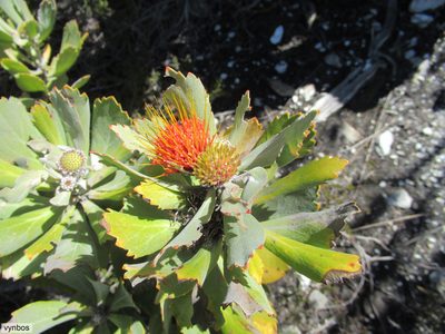 Leucospermum mundii, photographed by Chris Vynbos