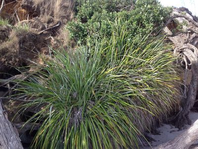 Astelia banksii, photographed by nick_goldwater