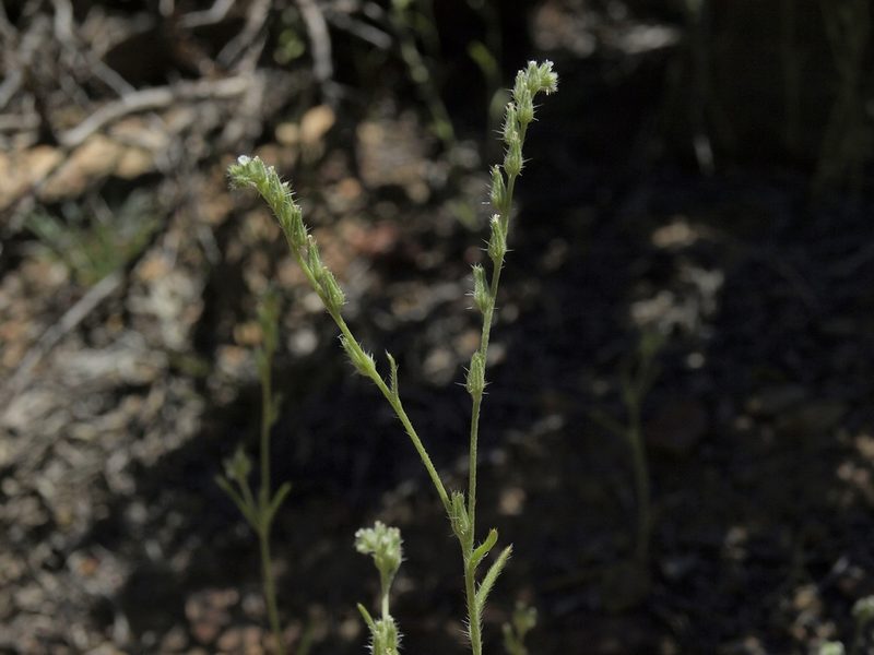 Cryptantha scoparia, photographed by Jim Morefield
