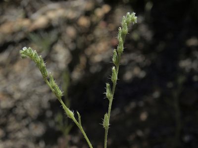 Cryptantha scoparia, photographed by Jim Morefield