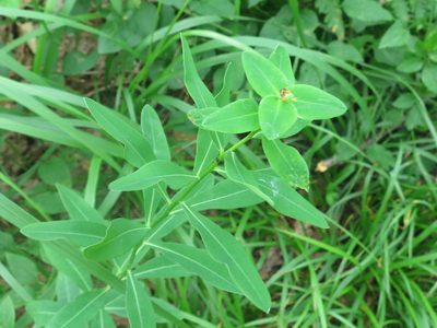Euphorbia lucorum, photographed by Repina Tatyana