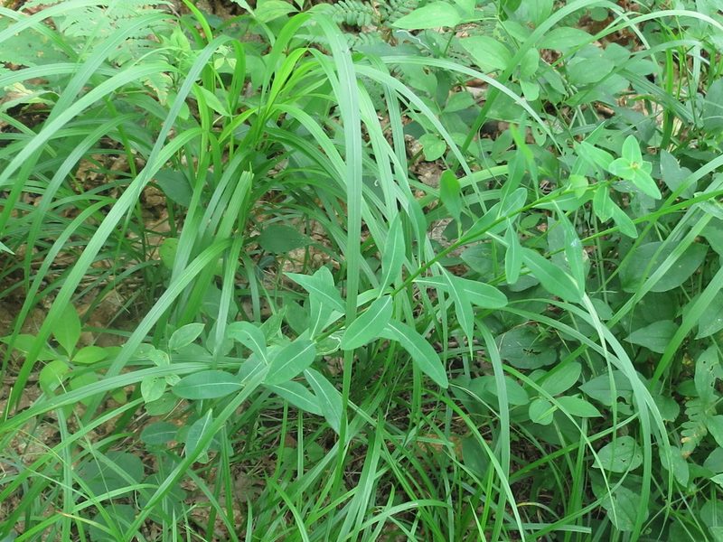 Euphorbia lucorum, photographed by Repina Tatyana