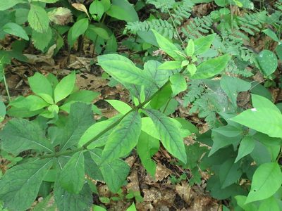 Adenophora pereskiifolia, photographed by Repina Tatyana