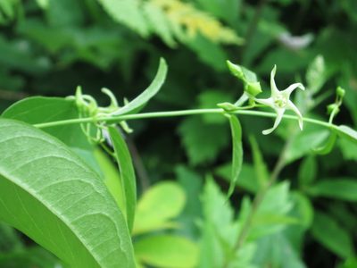 Vincetoxicum volubile, photographed by Repina Tatyana