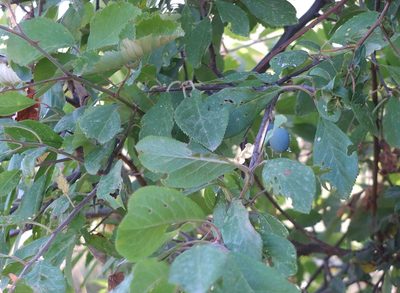 Prunus insititia, photographed by Aissa Djamel Filali