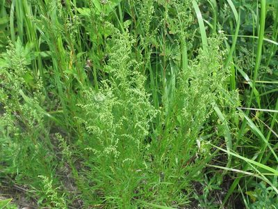 Artemisia manshurica, photographed by Repina Tatyana