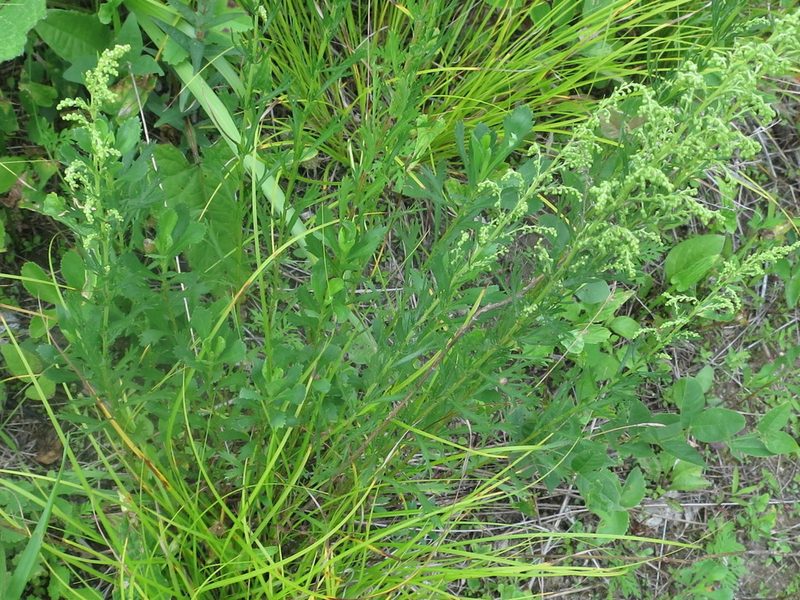 Artemisia manshurica, photographed by Repina Tatyana